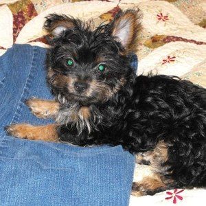 Meet your Posher, Dianne